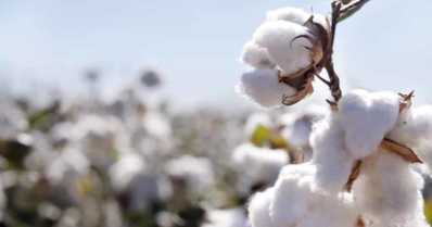 Saiba o que pode influenciar o mercado de algodão em 2020