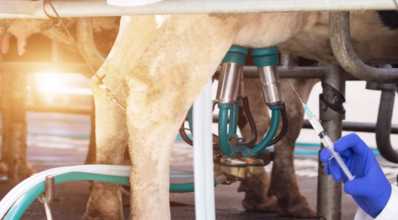 Quais são os tratamentos para mastite bovina