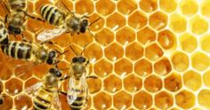 5 dicas de técnicas de manejo para produção de mel
