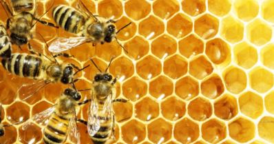 5 dicas de técnicas de manejo para produção de mel