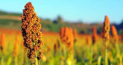Saiba os benefícios de plantar sorgo granífero