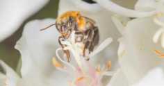 Conheça um tipo de abelha nativa sem ferrão que produz mel de excelente qualidade