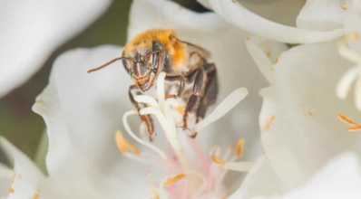 Conheça um tipo de abelha nativa sem ferrão que produz mel de excelente qualidade