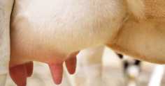 Mastite bovina: aprenda como identificar e prevenir a doença