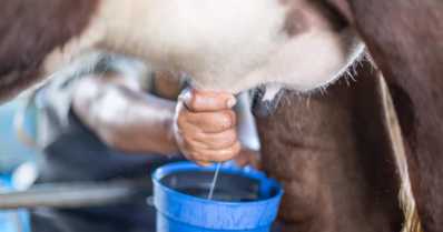 Impactos econômicos da mastite na produção leiteira