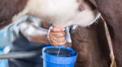 Impactos econômicos da mastite na produção leiteira