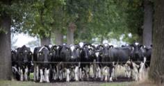 Os benefícios da pastagem na sombra para vacas leiteiras