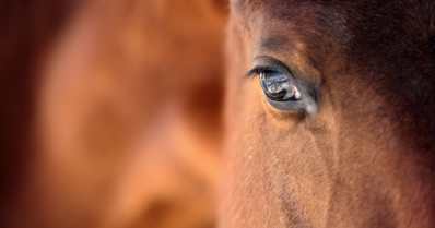 Cavalos têm sentimentos? O que dizem estudos?