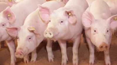 Alimentação de suínos: saiba como economizar sem perder a qualidade