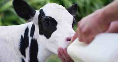 Entenda os critérios para desmama de bezerras leiteiras