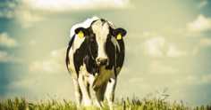 Como reduzir o estresse térmico dos rebanhos de vacas leiteiras?