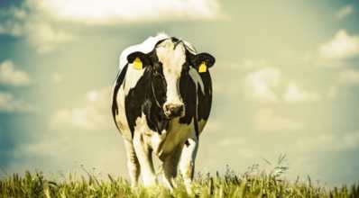 Como reduzir o estresse térmico dos rebanhos de vacas leiteiras?