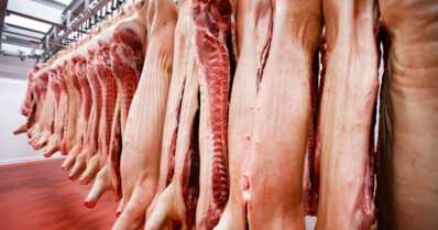 Como o pré-abate influi na qualidade da carne suína?