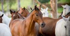 Cavalo Mangalarga: características da raça