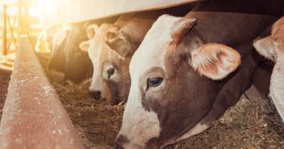Confinamento de gado: confira vantagens e desvantagens