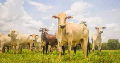 Principais raças de gado criadas no Brasil