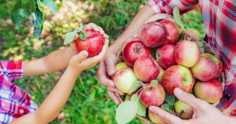 Frutas como fonte de renda para agricultura familiar
