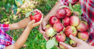 Frutas como fonte de renda para agricultura familiar