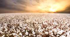 O impacto do clima na cultura do algodão