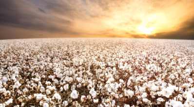 O impacto do clima na cultura do algodão