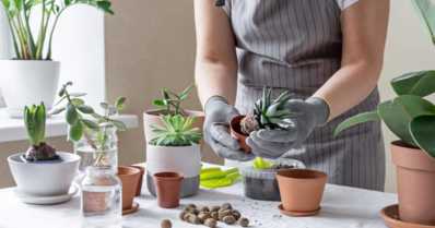 Como plantar suculentas e cactos em vasos?