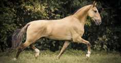 Cavalo Campolina: características da raça