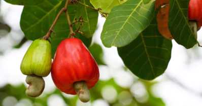 Conheça 6 frutas nativas brasileiras