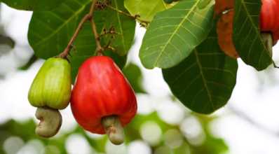 Conheça 6 frutas nativas brasileiras