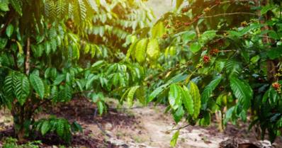 Após colheita, cafeicultor deve monitorar a fertilidade do solo