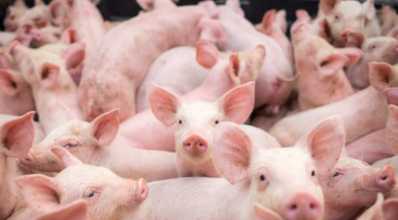 Manejo dos dejetos de suínos pode gerar renda extra ao criador