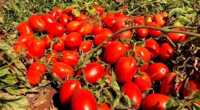 Produção de tomate industrial no Brasil