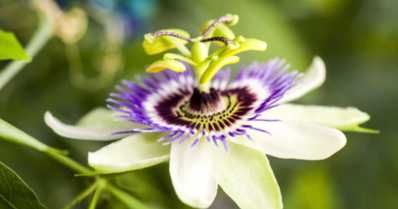 Passiflora: a flor da paixão que acalma