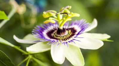 Passiflora: a flor da paixão que acalma