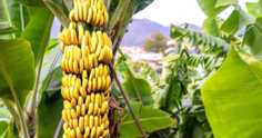 Mercado de banana no Brasil