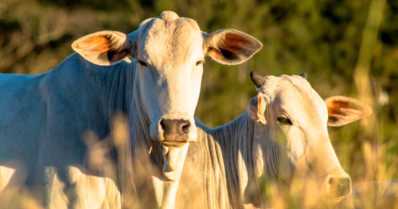 5 fatores que influenciam a qualidade da carne bovina