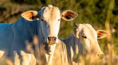 5 fatores que influenciam a qualidade da carne bovina