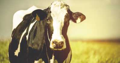Conforto térmico e seu impacto na criação de vacas leiteiras