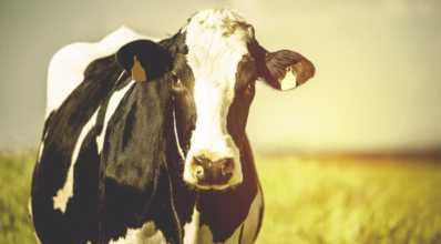 Conforto térmico e seu impacto na criação de vacas leiteiras