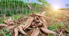 A influência do clima na plantação de mandioca