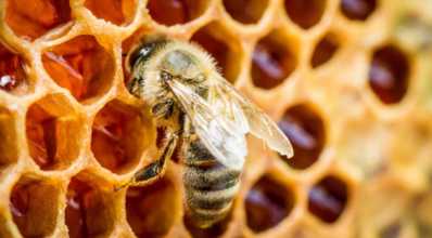Como as abelhas produzem o mel?