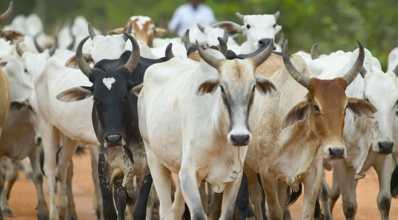 Lida de gado: 5 cuidados essenciais com os bovinos