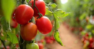 5 dicas para reduzir custos na produção de tomate