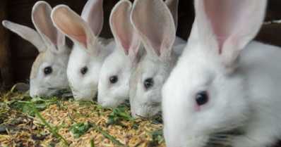 Criação de coelhos: 5 dicas para ter sucesso