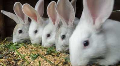 Criação de coelhos: 5 dicas para ter sucesso