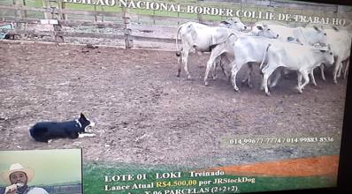 Primeiro leilão da América Latina de cães da raça border collie supera expectativas