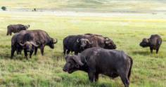 Conheça a criação de búfalos no Brasil