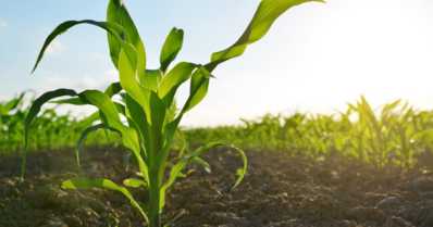 Plantio de milho: dicas para iniciar a produção