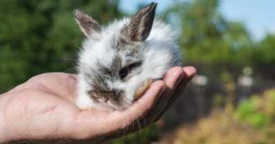 Criação de mini coelhos em casa. Confira!