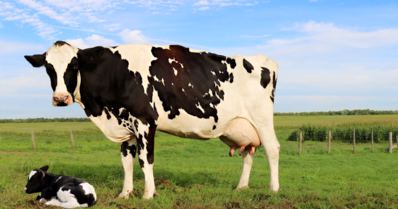 Vacas leiteiras: 5 dicas para aumentar a fertilidade