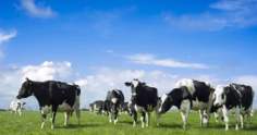 Gado holandês: confira tudo sobre essa raça leiteira